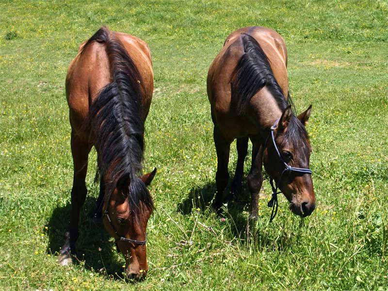  Paseos a caballo en el valle de Tena