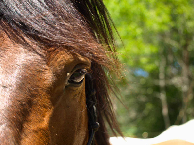  Paseos a caballo en el valle de Tena